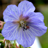 geranium mrs kendall clark - abriachan nurseries